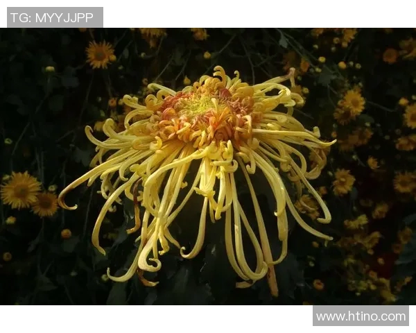 广州乒乓球队区域防守创新策略解析与实践成果分享